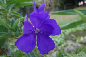 Guadeloupe Août 2015-02741   